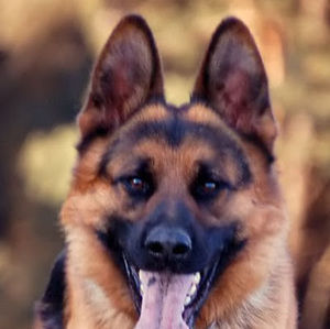 Meet your Posher, Rose